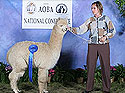 Zoe wins blue ribbon in her class at the National Show of the Alpaca Owners and Breeders Association.